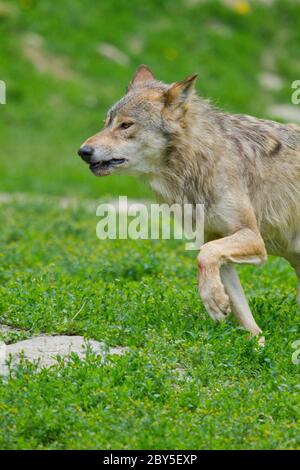 Timberwolf, American wolf (Canis lupus occidentalis), captive, pup in a ...