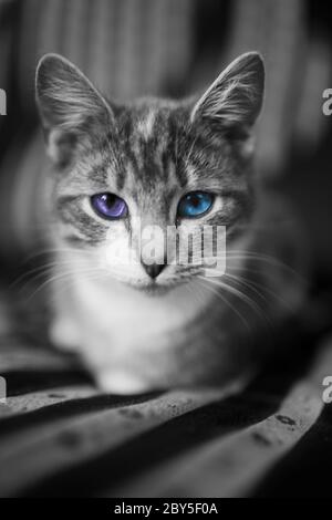 Gray cat with different eye colors blue and purple resting on the couch. Stock Photo