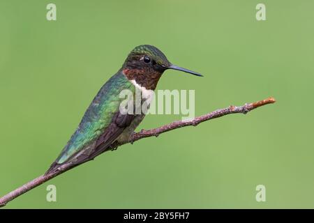 Male ruby-throated hummingbird perched on a small branch. Stock Photo