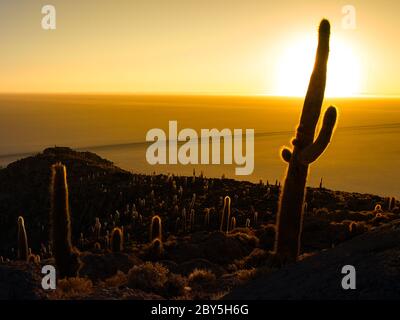 Sunrise with sun hidden behind cactus on Isla Incahuasi, Salar de Uyuni, Bolivia Stock Photo