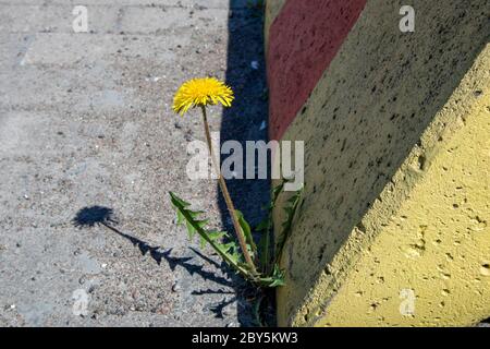 single dandelion growing in urban environment Stock Photo