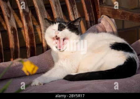 Cat lying down yawning. Stock Photo
