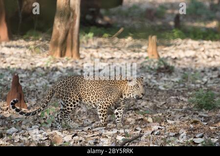 Leopard Walking In Golden Light With Woods In background, with aggressive face in beautiful background of jungle. Stock Photo