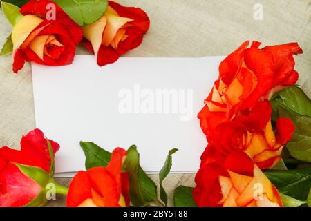 roses and blank card Stock Photo
