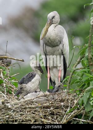 Asian open bill stork in its nest with Chick Stock Photo