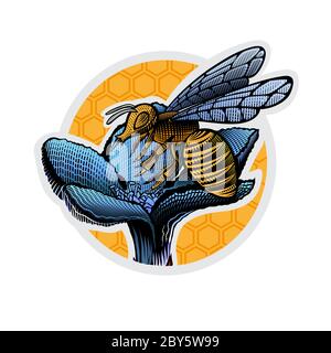 Bee on flower in engraving style on honeycombs. Color illustrationeps. Stock Vector