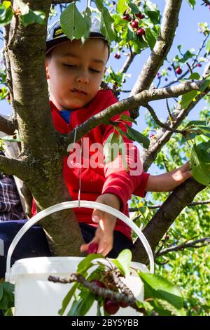 Boy child kid climbing and sitting in cherry tree and picking fruit in spring, Hungary, Europe Stock Photo