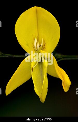 Cytisus Scoparius Stock Photo