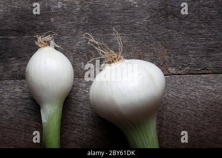 Studio Shot of Two White  Onion on Wooden Background Stock Photo
