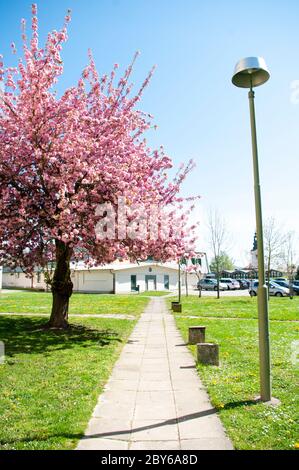 Sakura tree blooming on backyard, summer time, pink flowers. Beautiful nature. Stock Photo
