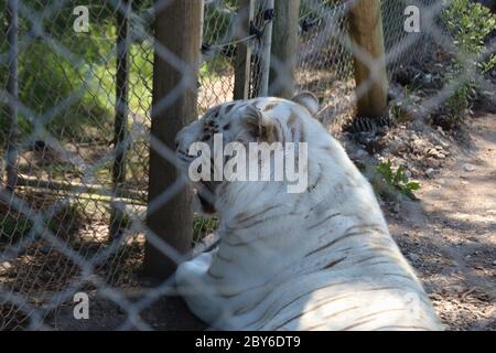 A Bengal Tiger, a rare and threatened species, in the spacious Jukani Wildlife Sanctuary near Plettenberg Bay. Garden Route, South Africa, Africa. Stock Photo