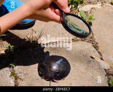 Hands of a young boy using a magnifying glass to start a fire. View of concentrated beam of light getting smoke from dead leaves Stock Photo