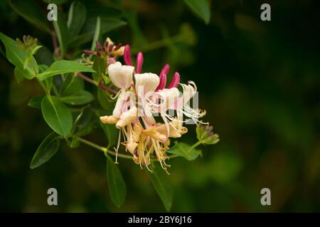 Lonicera tellmanniana Flower Stock Photo