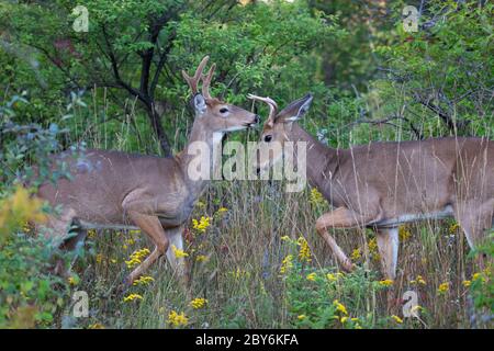 White-tailed deer playing in the early morning light in summer in Canada Stock Photo