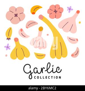 Garlic collection, vector illustration of garlic bulbs and cloves isolated on white background, healthy vegetables, cute cartoon drawing, hand drawn Stock Vector