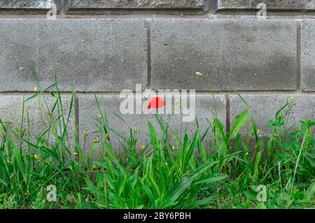 red dot of one flower of poppy on background of grey bricks of wall with green grass foreground. Stock Photo