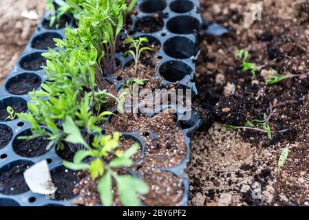 Red worm on young plants growing out of soil on the field. Stock Photo