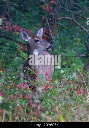 Female White-tailed deer doe up close in the grassy meadows of spring in Canada Stock Photo