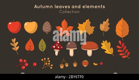 Autumn leaves and elements collection in flat style. Different leaves, mushrooms, nuts, berries. Vector illustration design template Stock Vector