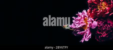 Banner with Beautiful peonies bouquet on black. Floral background. Natural flowers pattern. Stock Photo
