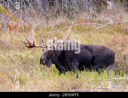 Bull Moose with huge antlers Alces alces grazing in a pond in Algonquin Park, Canada in autumn Stock Photo