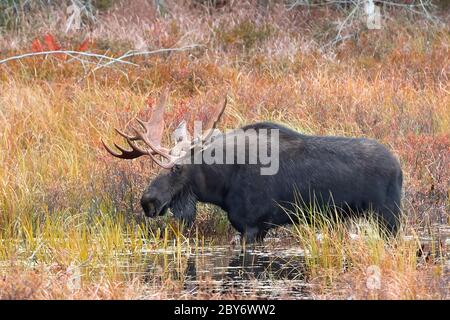 Bull Moose with huge antlers Alces alces grazing in a pond in Algonquin Park, Canada in autumn Stock Photo