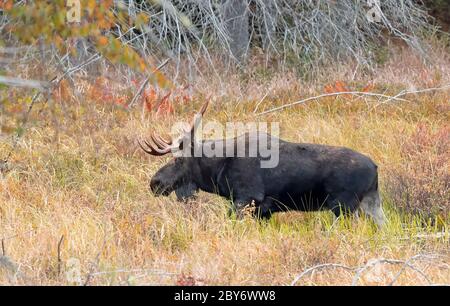Bull Moose with huge antlers Alces alces grazing in a pond in Algonquin Park, Canada in autumn Stock Photo