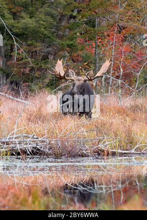 Bull Moose with huge antlers Alces alces grazing in a pond in Algonquin Park, Canada in autumn Stock Photo