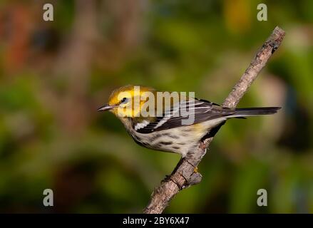 Black-throated green warbler perched on branch Stock Photo