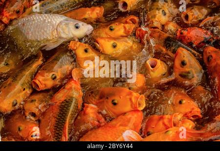 Don't be afraid of being different, be afraid of being the same as everyone else Stock Photo