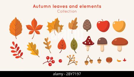Autumn leaves and elements collection in flat style. Different leaves, mushrooms, nuts, berries. Vector illustration design template Stock Vector