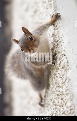 Grey squirrel - sciurus carolinensis - climbing up pebbledash house wall - Scotland, UK Stock Photo