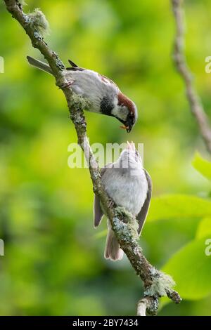 Male House Sparrow (Passer domesticus) feeding juvenile a mealworm on branch - Scotland, UK Stock Photo