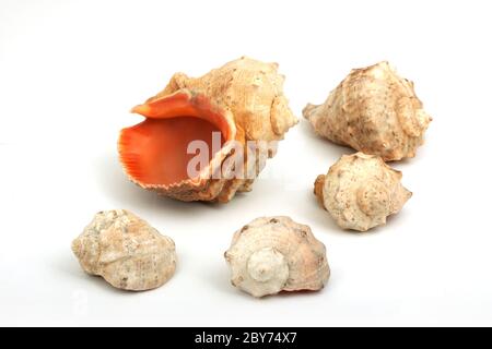 Five seashells isolated on a white background Stock Photo