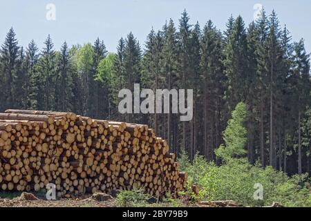 Woodpile of freshly harvested pine logs on a forest road under sunny skies. Trunks of trees cut and stacked in the foreground, forest in the backgroun Stock Photo