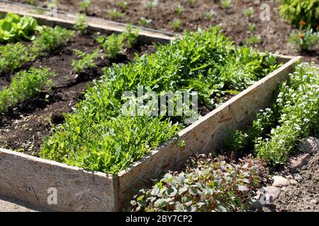 Fresh young spring arugula growing on a garden bed Stock Photo