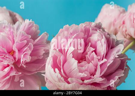 Pink peony flowers bouquet in bloom isolated on a solid blue background Stock Photo
