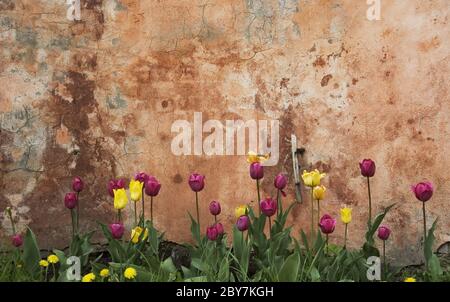 grunge wall with tulips Stock Photo