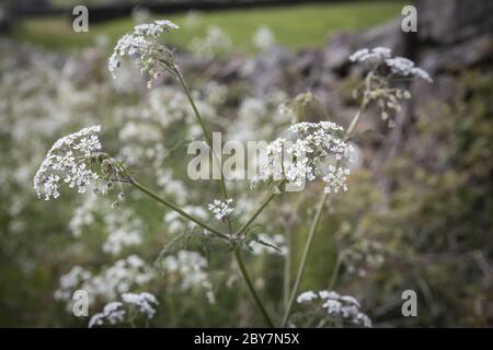 Cow parsley in flower on a lane in West Yorkshire Stock Photo