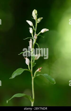 White Helleborine - Cephalanthera damasonium  A Woodland Orchid Stock Photo