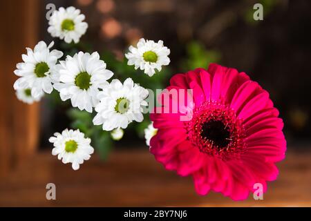 Pink Barberton Daisy Gerbera with White Marguerite Daisy in a Flower Pot Stock Photo