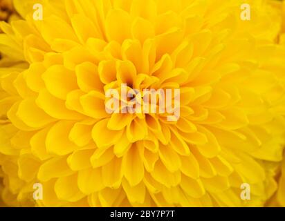 Abstract yellow petals Stock Photo