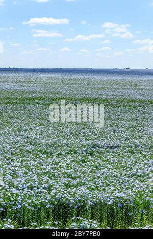France, Cher, Berry, Brecy, flax or linseed field (Linum usitatissimum) in June // France, Cher (18), Berry, Brécy, champ de lin (Linum usitatissimum) Stock Photo