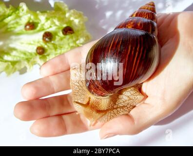 Achatin snail with a dark brown shiny shell on a female hand amid four toddler snails sleeping on a leaf of lettuce Stock Photo