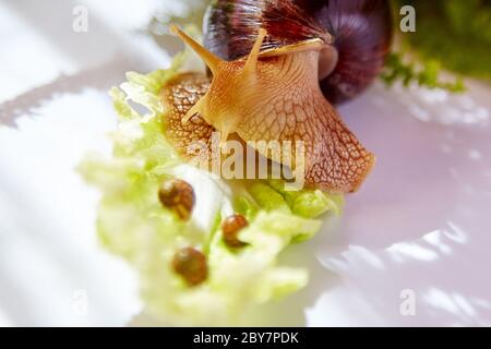 Mom snail looks at three baby snails sleeping on a lettuce in the morning light Stock Photo