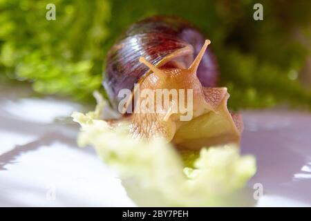 Achatina snail crawling on a green leaf of lettuce in the morning light Stock Photo
