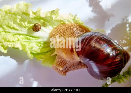A small and a large snails Achatina crawling on a green leaf of lettuce in the morning light Stock Photo