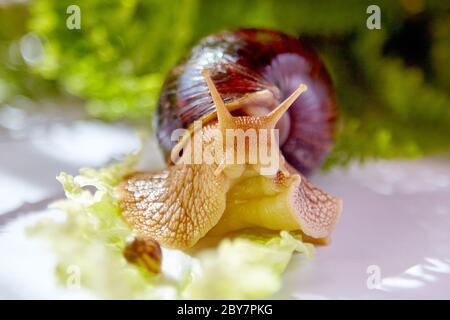 A small and a large snails Achatina crawling on a green leaf of lettuce in the morning light Stock Photo