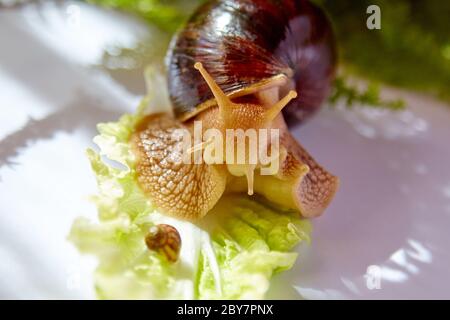 A small and a large snails Achatina crawling on a green leaf of lettuce in the morning light Stock Photo