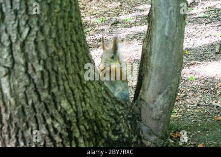 A young red squirrel looks for fallen nuts in the forest Stock Photo